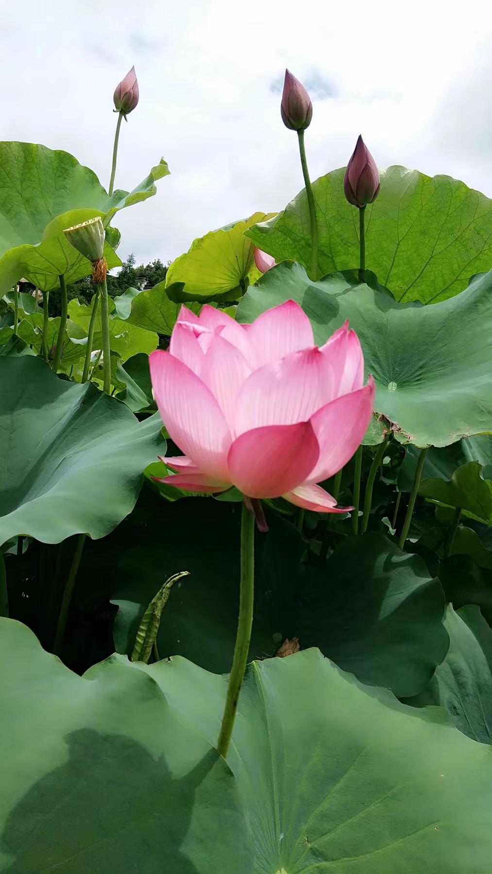 http://m.cdqidasheng.com/hsdt/221.html